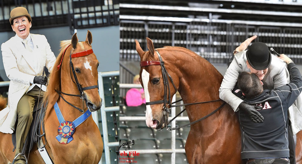 Horse Riding & Training In Columbia, MO • Glendale Stables